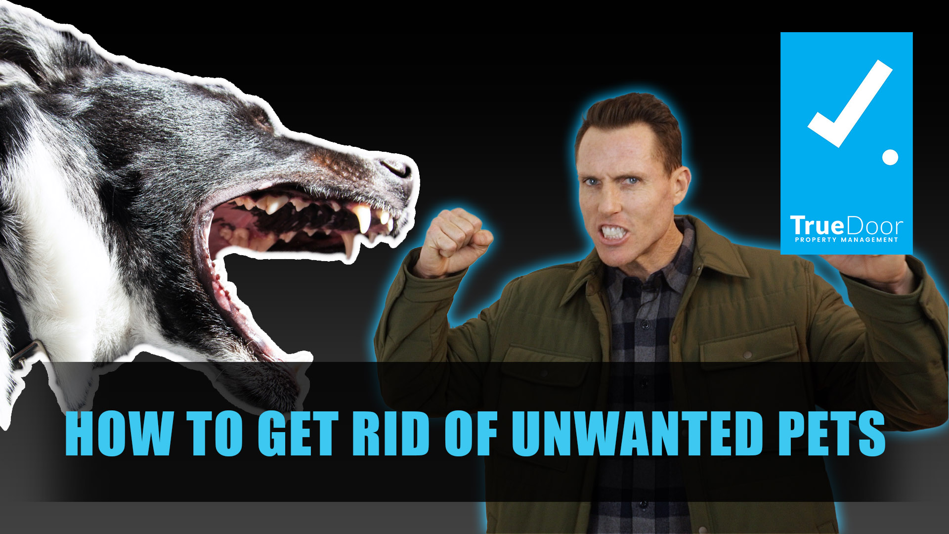 how-to-get-rid-of-unwanted-pets-truedoor-property-management